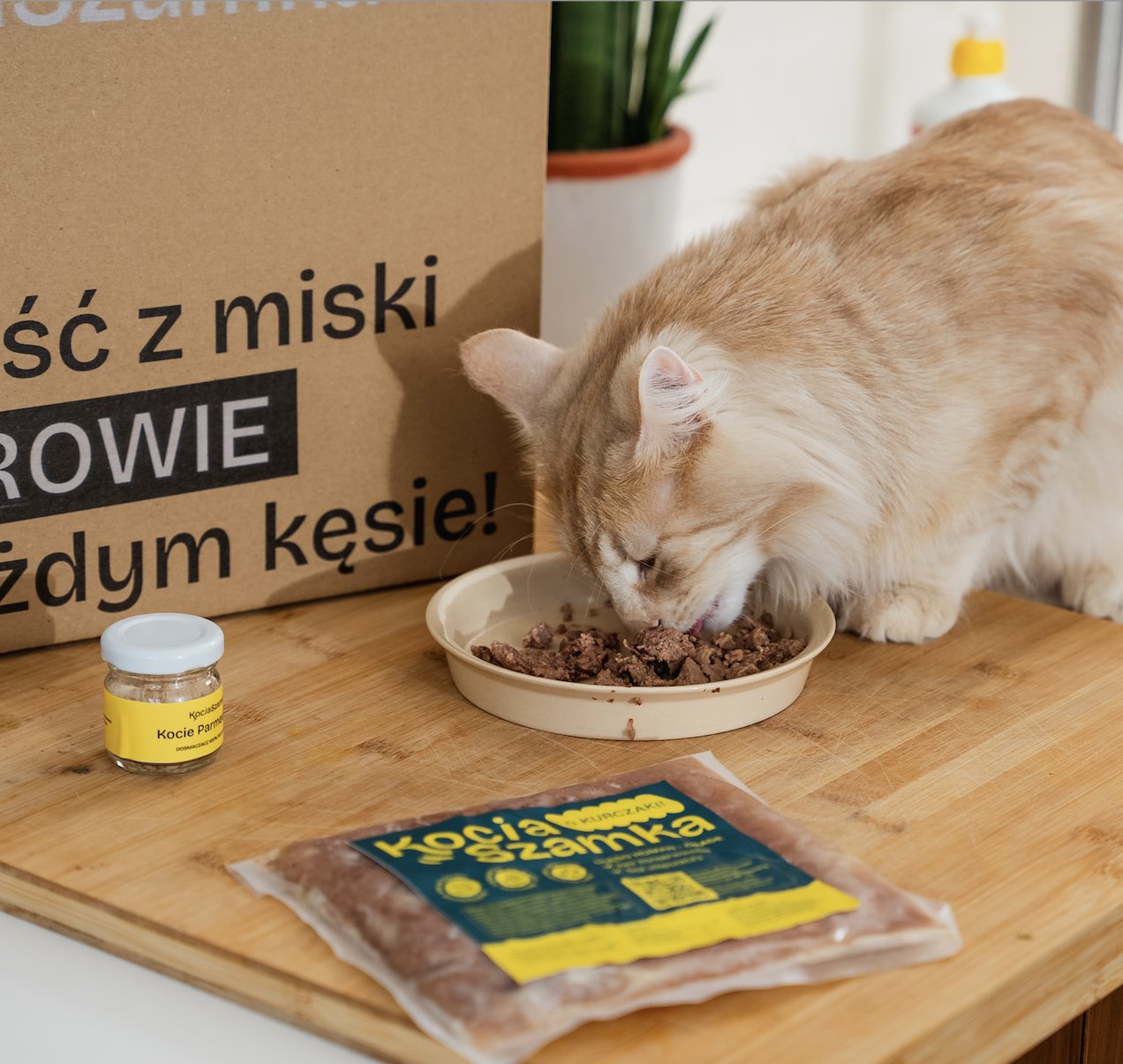 Kot patrzący w obiektyw